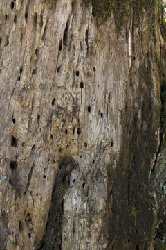 rotten wood texture