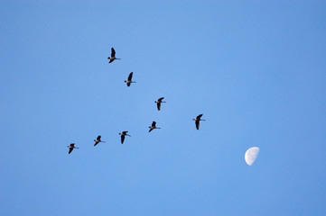 canadian geese migrating