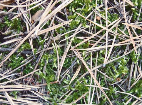timber pine-needles