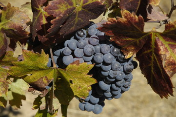wine grapes