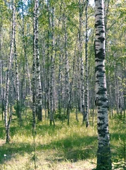 Tuinposter berken hout © Konstantin Tavrov