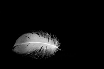 isolated feather