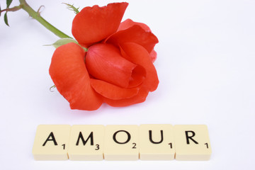 amour rose
