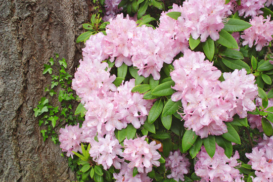 rhododendron
