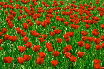 red tulips field