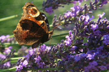 papillon butinant une fleur de lavande