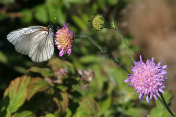 papillon butinant une fleur