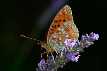 Poster papillon butinant une fleur de lavande © pascal cribier