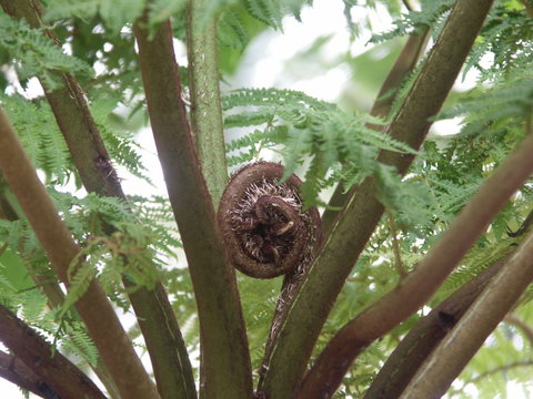 feuille