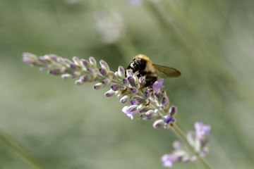 abeille 3