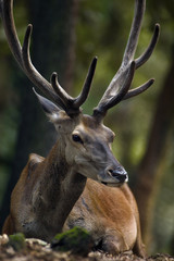 silence in the forrest