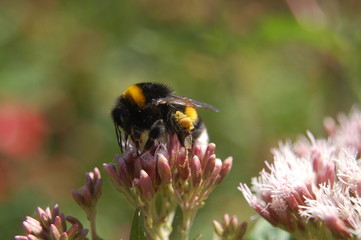 hummel