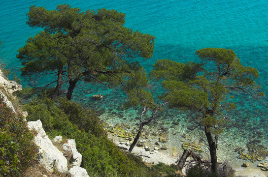green pines