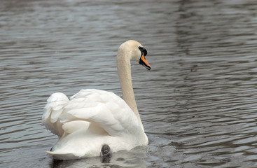 Naklejka premium white swan