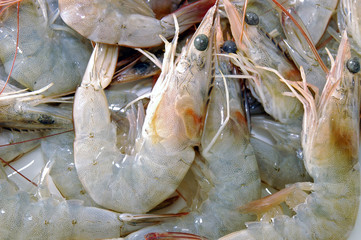 shrimps
