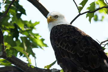 Obraz premium bald eagle closeup