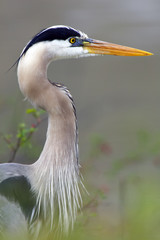 blue heron closeup profile