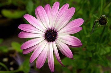 echinaceea flowers