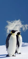Foto op Plexiglas two penguins © Jan Will