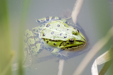 grenouille rainette