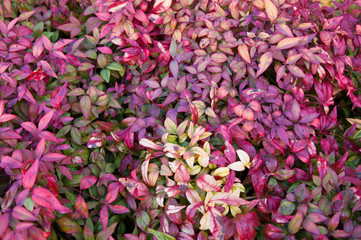 nandina foliage