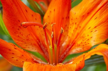 macro orange lily