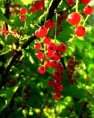red,ruby like currants