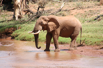old bull elephant at river