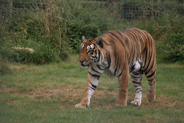 Fototapeta na wymiar bengal tiger