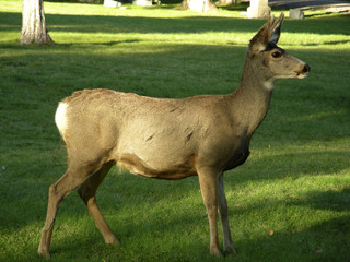profile of a young deer