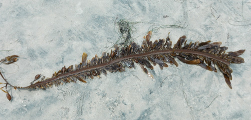 fresh seaweed on the beach
