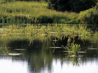Obraz premium pond