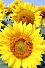 sunflowers