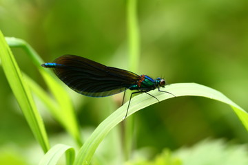 libelle