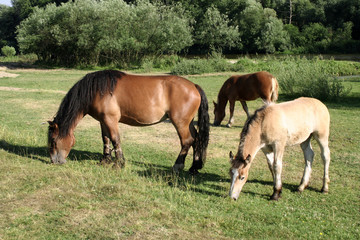 Obraz na płótnie Canvas three horses