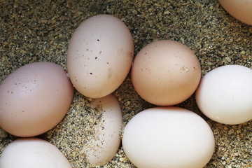 eggs