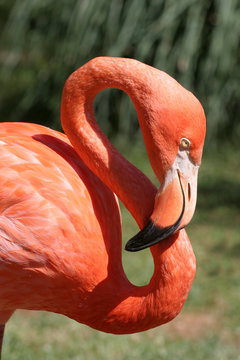 Fototapeta orange flamingo with s shaped neck