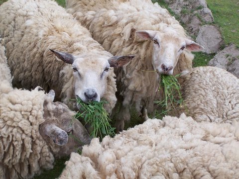 moutons