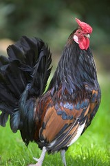 cockerel © Graham Taylor