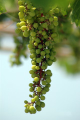 grapes on the vine