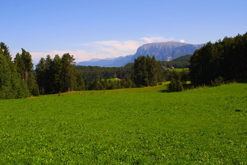 wiese, lichtung in den bergen - schlern