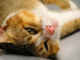 man climbing coconut tree