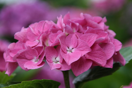 ortensia