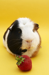 guinea pig with strawberry