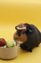 guinea pig with bowl - strawberry