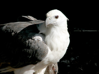 sea eagle