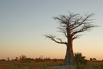 Fototapeta na wymiar baobab