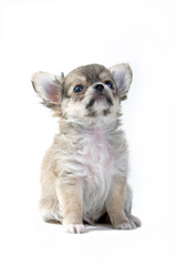 Fototapeta premium chihuahua puppy