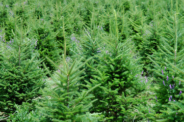 christmas tree farm