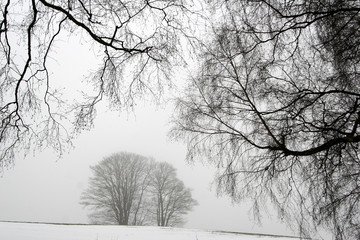 foggy winter